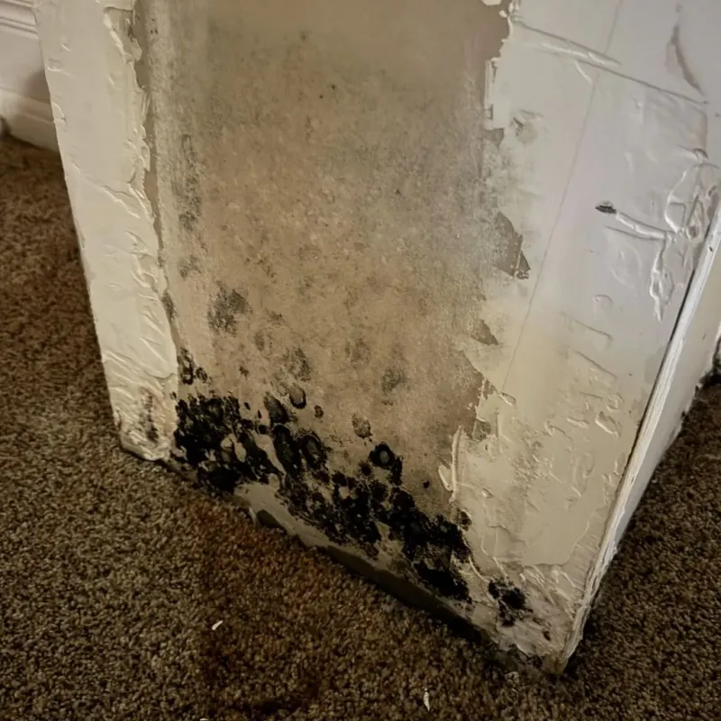 Professional Mold Removal in Angier, NC